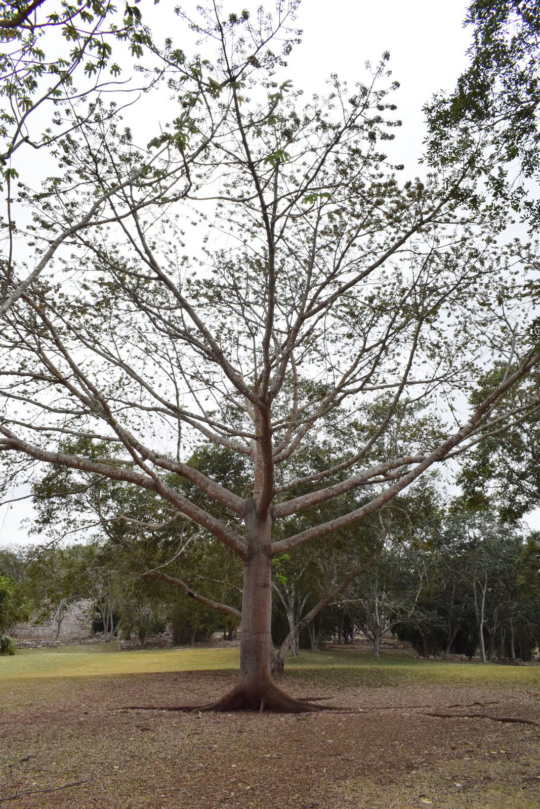 Ceiba trees dot the entrance of Uxmal.