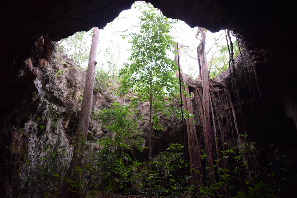 An opening in Loltun Cave, the sunlight allows lush vegetation to grow. -- Photos by Tooba Akhtar