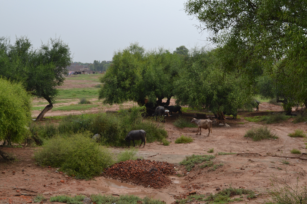 Cows and buffaloes graziang nearby the site.