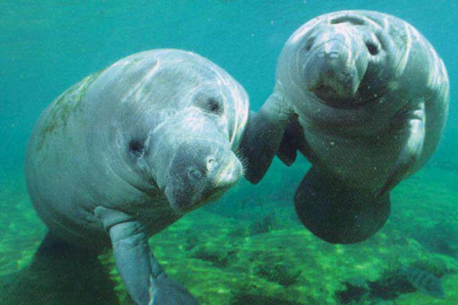 Dugongs in the Arabian Sea.