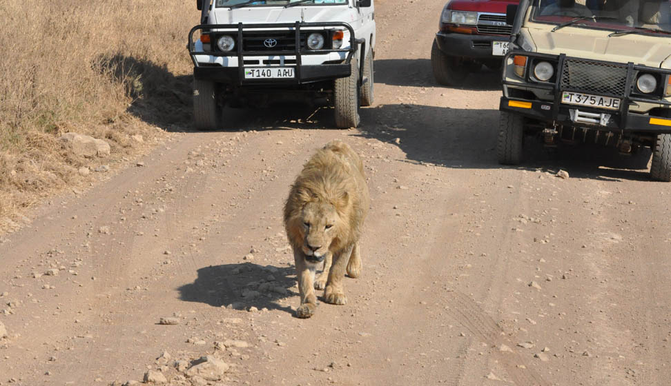A lion at Ngorongoro crater.