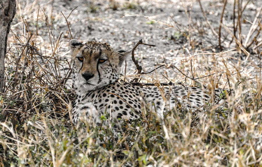 A cheetah enjoying the shade at Serengeti National Park. 