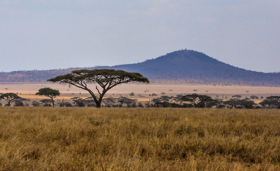 Umbrella-of-thorn-tree-Serengeti  National Park