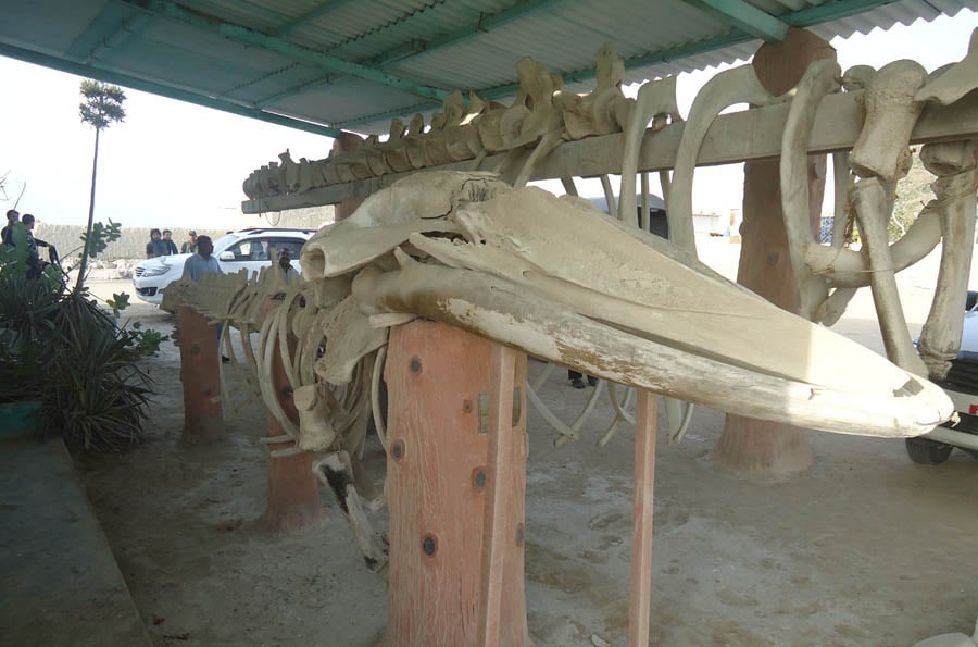 Whale skeletons, propped up next to the sea-view point in Jiwani.