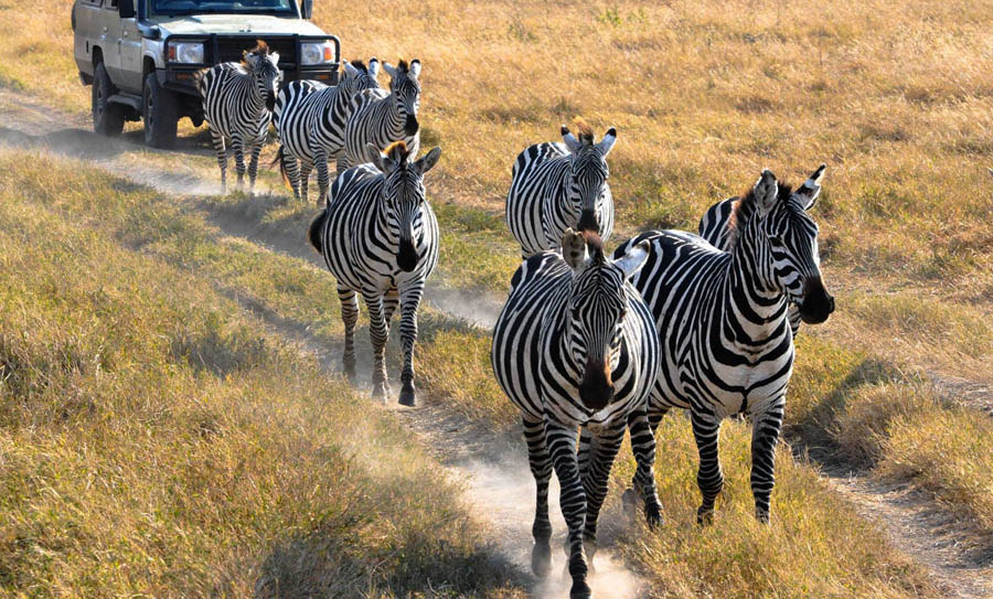 Zebras at Ngorongoro crater.