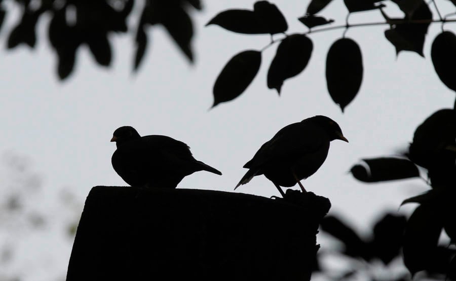 A large number of people have started indoor breeding of birds, especially parrots and sparrows. -- Photos by Rahat Dar