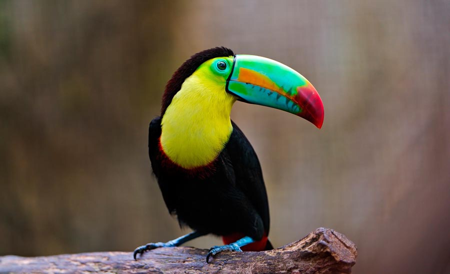 Toucan 1