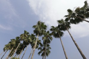 The popular ideology promoting native species only disregards the fact that urban conditions are no more like native conditions that were many years ago.  