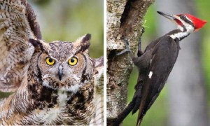 Wild birds such as owls and woodpeckers (hud hud) are sometimes even killed so that their body parts can be used to cast a magic spell or to avoid evil eye.