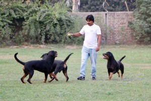 A bunch of rottweilers with their trainer. 