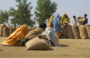 A_scene_of_the_field_of_ready_rice_crop_at_Golarchi_Badin_wbsux_Pak101dotcom