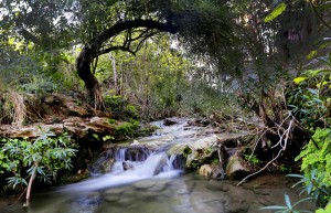 As the stream flows in Kanhatti Garden.