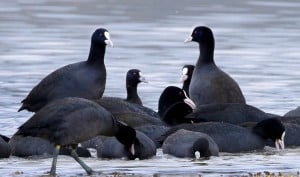 Migratory birds in Khabeki Lake.