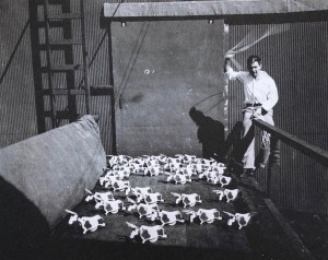 Alexander Calder wrangling toy bulls, 1927.