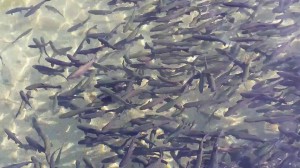 Trout fish is major attraction for tourists.