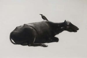 Mughees Riaz, Buffalo with Crow