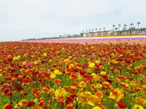 A view of the ranunculus plants at Carlsbad flower fields, just outside San Diego