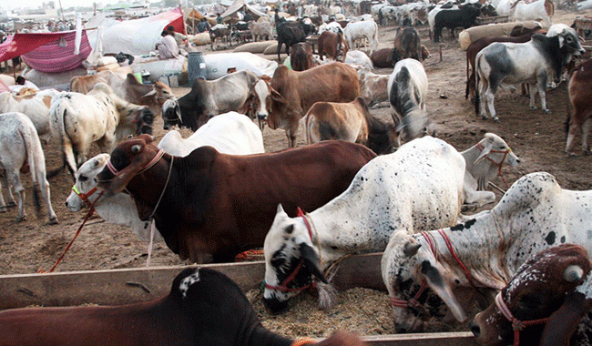 Foolproof security of cattle market ordered