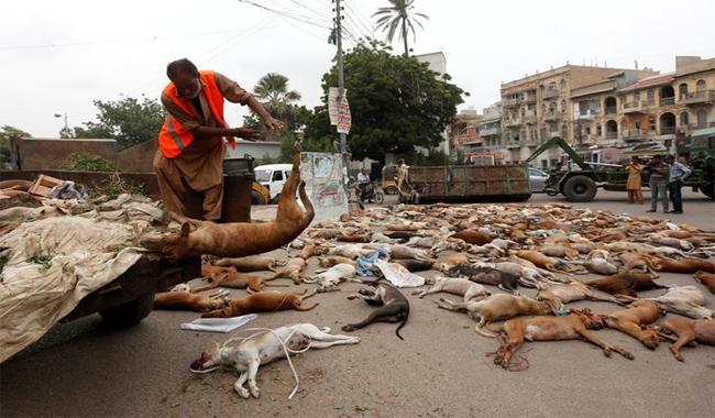 Hundreds of stray dogs poisoned in Karachi   