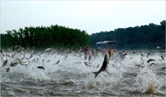 A new invasive carp found in the Great Lakes