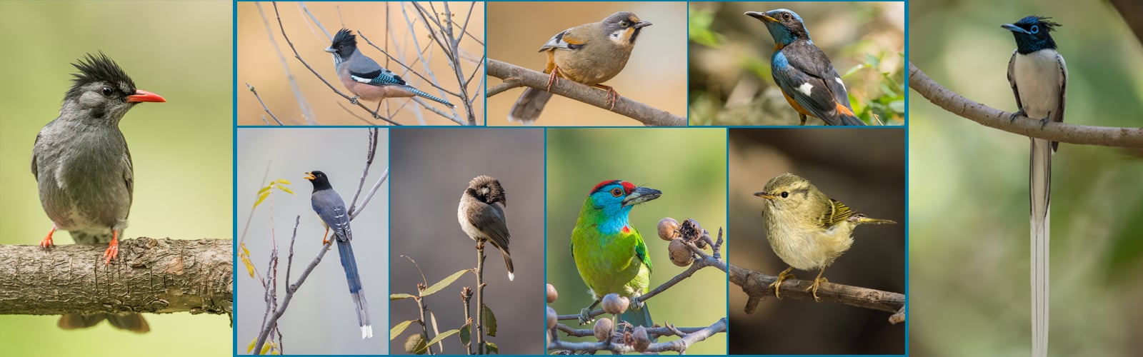 Believe it or not--these birds are found in Pakistan