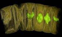 Fossils from 1.6 billion years ago may be oldest-known plants