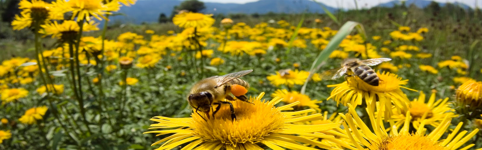 Bees can see much better than thought: scientists
