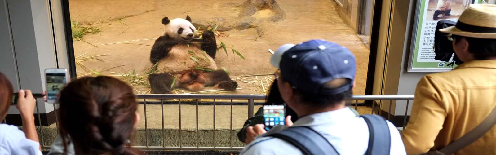 Panda Watch: Tokyo zoo says new cub in good health