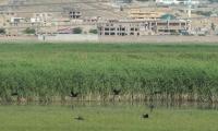 War-torn Kabul becomes a protected site for migratory birds