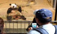 Panda Watch: Tokyo zoo says new cub in good health