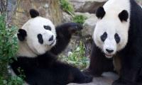Germany to welcome two giant pandas