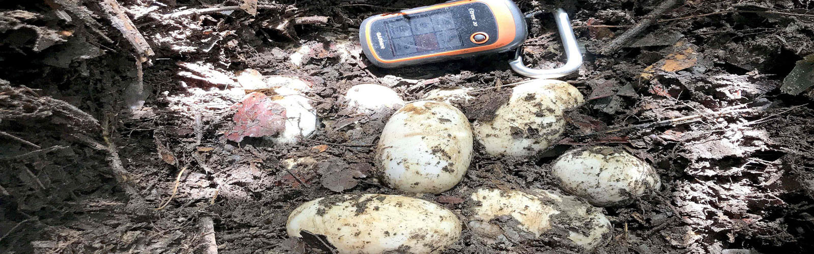 Rare Siamese crocodile eggs found in Cambodia