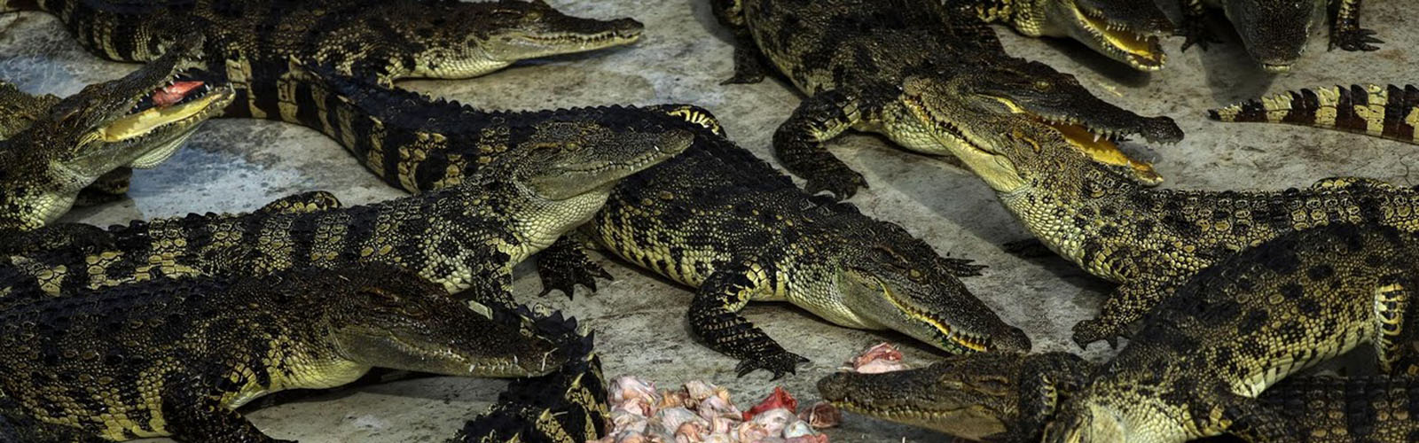 Thailand: Home to some of world's biggest crocodile farms
