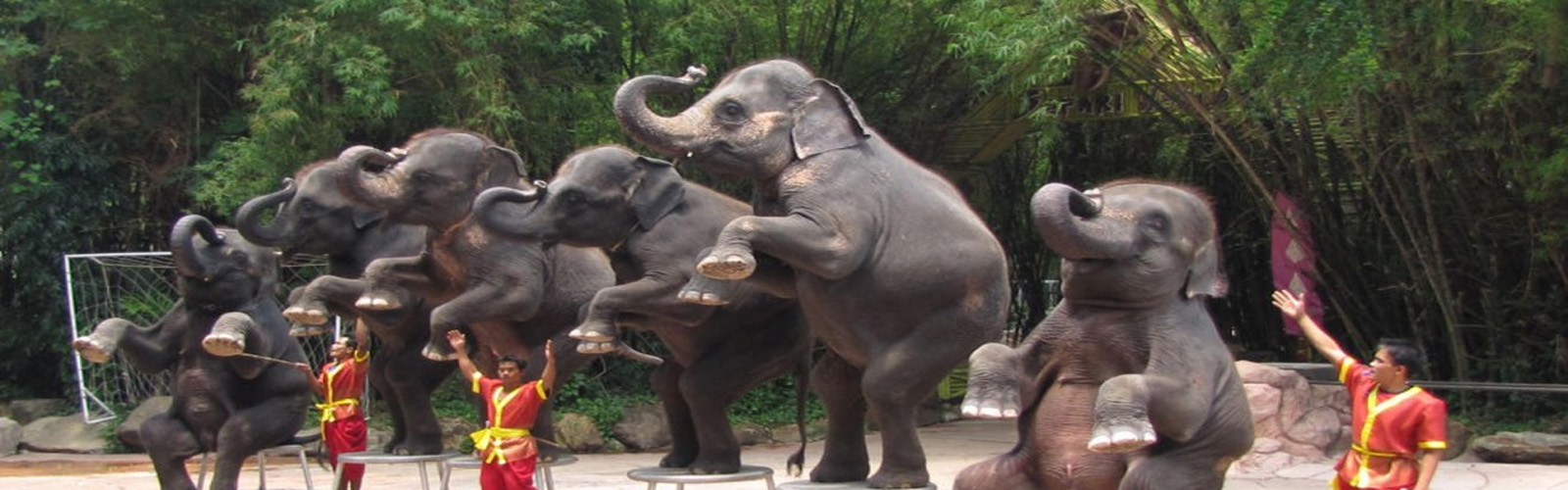 Asia tourism industry keeps elephants in cruel conditions, rights body says