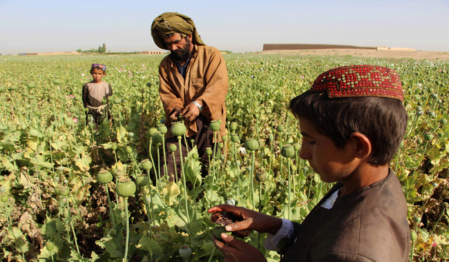From poppy to heroin: Taliban move into Afghan drug production