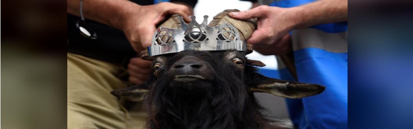 In a remote Irish town, a goat reigns supreme