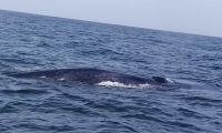 Unusual sighting: Gigantic blue whale along with calf filmed off Churna Island