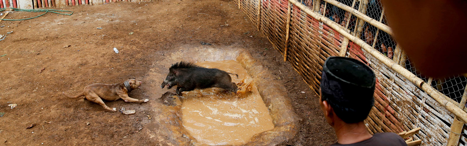 Indonesian villages pit wild boars against dogs