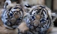 Prague zoo: First glimpse of critically endangered Malayan tiger cubs