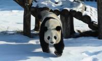 Panda enjoys snowfall