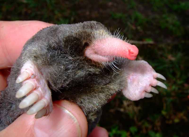 This undated handout photo released on December 19, 2017 by the WWF and taken by researcher Dr. Alexei Abramov at the Joint Vietnam-Russian Tropical Research and Technological Centre in Vietnam shows a mole (Euroscaptor orlovi) found in Vietnam.-AFP