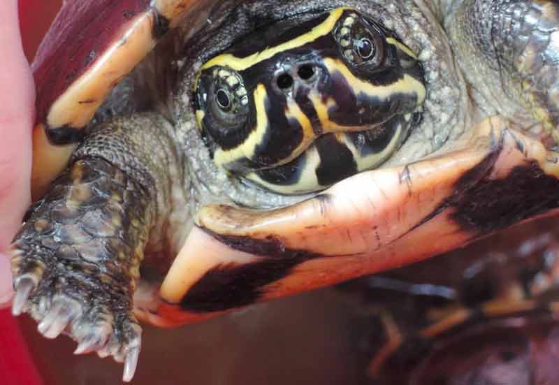 This undated handout photo released on December 19, 2017 by the WWF and taken by Dr. Montri Sumontha shows a snail-eating turtle (Malayemys isan) found at a market in the northern Thai city of Udon Thani. -AFP