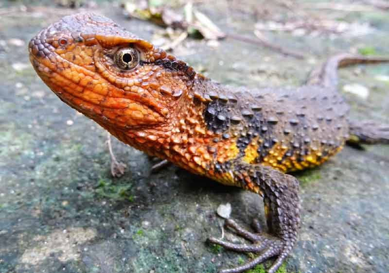 This undated handout photo released on December 19, 2017 by the WWF and taken by Dr. Thomas Ziegler shows a Vietnamese crocodile lizard (Shinisaurus crocodilurus vietnamensis) in Vietnam. -AFP