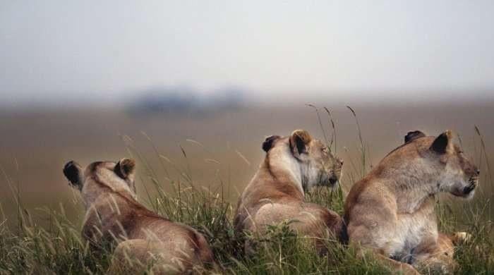 Big cats in evolutionary arms race with prey: study