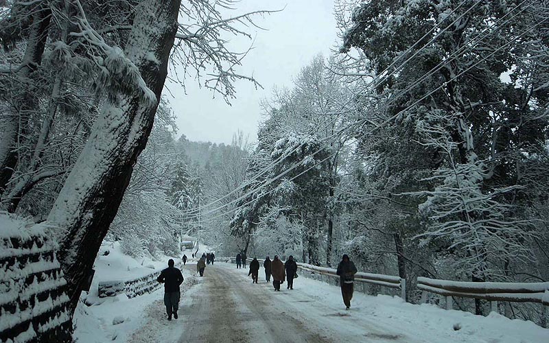 A beautiful view of snow covered trees during snowfall in Murree.