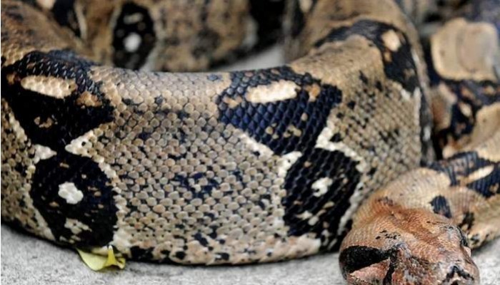 Wanita Indonesia ditelan ular piton raksasa