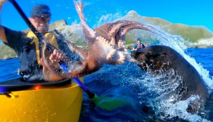 Saksikan anjing laut berbulu menampar kayaker dengan gurita