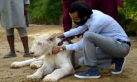 Big cats of Instagram: Pakistani elite's love of exotic wildlife