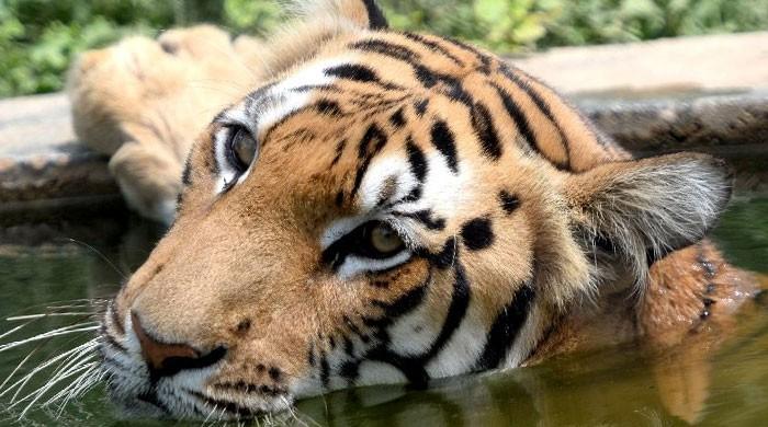 World tiger population grows but SE Asia threats 'critical': WWF thumbnail