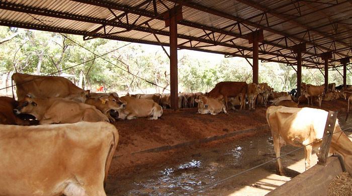 Over 100 animals stolen from Karachi cattle farm - Vimarsana News